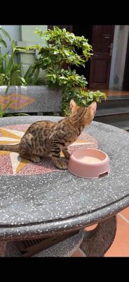 Mèo Bengal cái 5 tháng 1 mũi