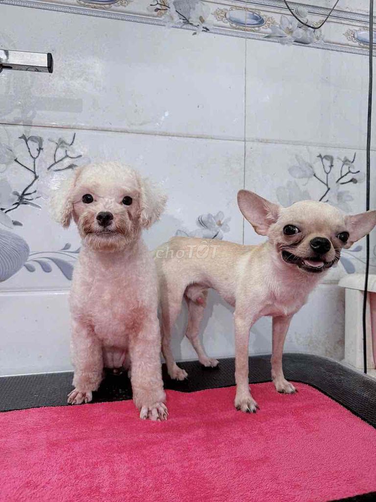 Chó Chihuahua trắng kem đã tiêm. Mua bán Chó tại Thành phố Châu Đốc An Giang được đăng bởi minh ly hình 1