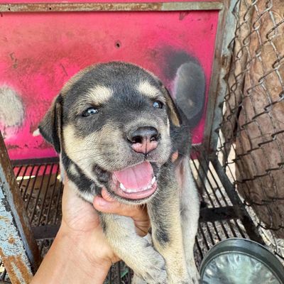 Chó Phú Quốc lai Husky Đen Nâu Trắng