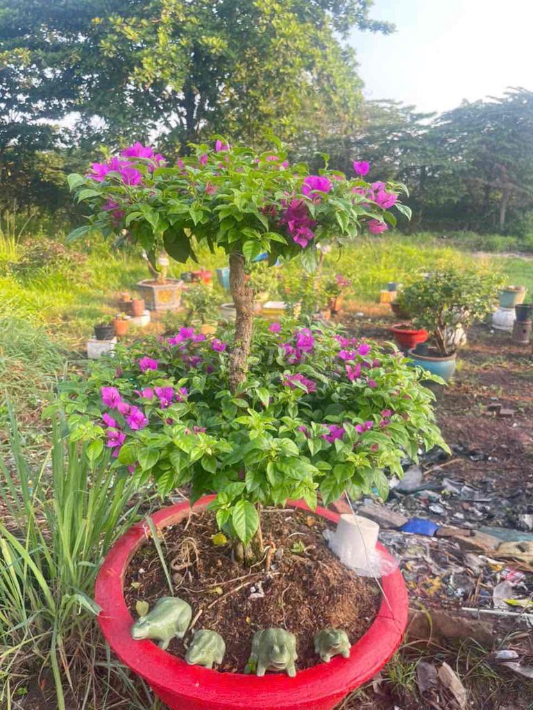 Chậu hoa giấy giá rẻ. Mua bán Cây cảnh, đồ trang trí tại Thành phố Thủ Dầu Một Bình Dương được đăng bởi Hoàng Thắm hình 1