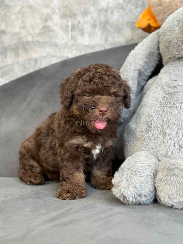 poodle màu sô cô la rất hiếm (ảnh thật ). Mua bán Chó tại Quận Tân Bình Tp Hồ Chí Minh được đăng bởi Minh vương hình 2