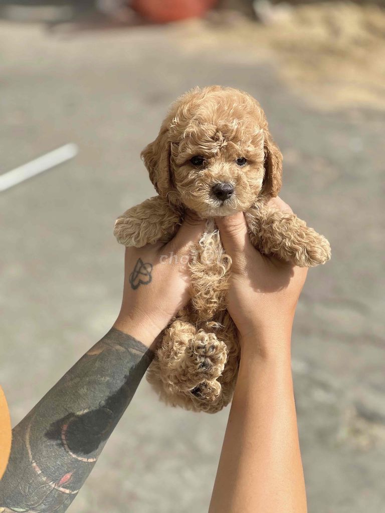 Poodle xịn, lông xoăn tít có giấy tờ