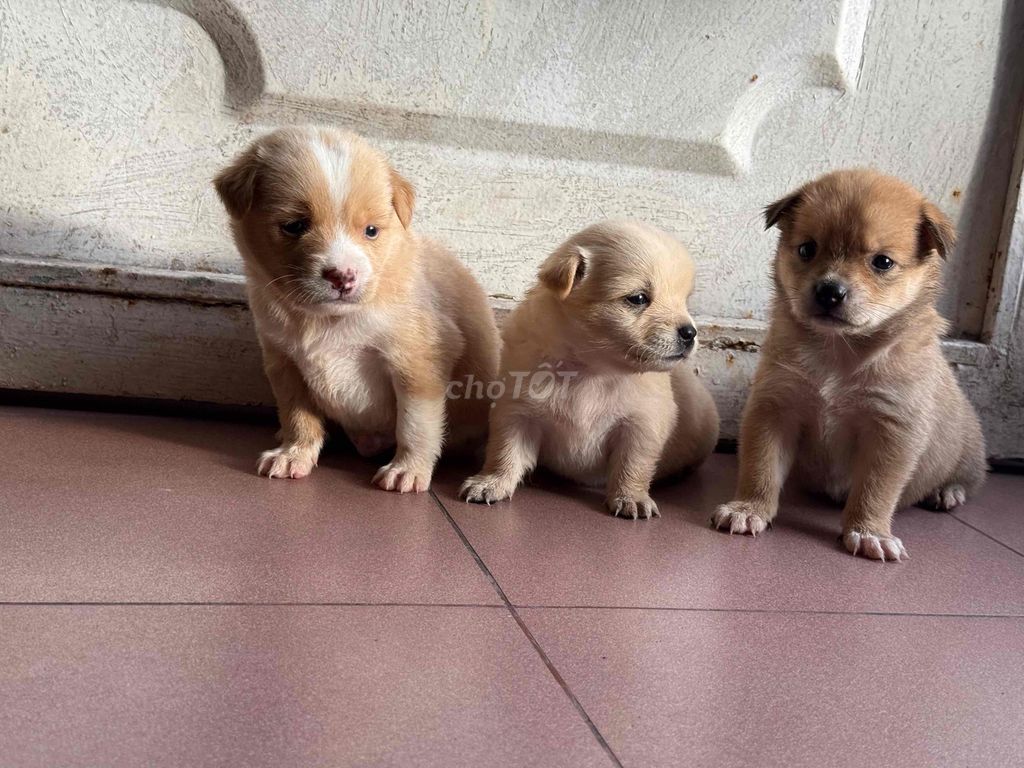 Chó nhật lai nhà nuôi. Mua bán Chó tại Quận 8 Tp Hồ Chí Minh được đăng bởi Phan hung tam hình 4