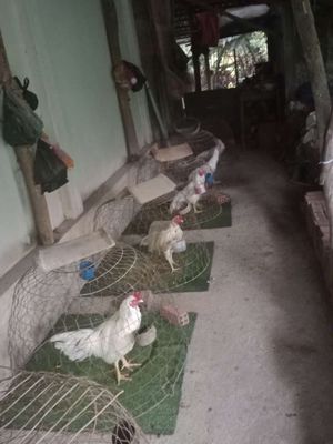 Gà nhà đỗ..mê mai độ..bắt hết có giá tốt.. Mua bán Gà tại Huyện Long Hồ Vĩnh Long được đăng bởi trương thế đời