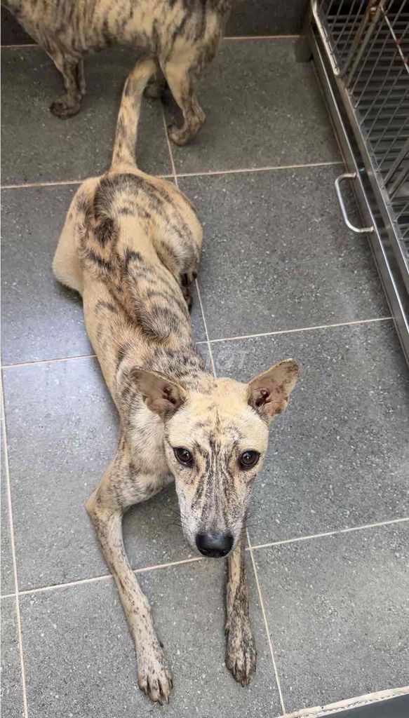 Chó Phú Quốc vện bạch hổ. Mua bán Chó tại Quận 12 Tp Hồ Chí Minh được đăng bởi QB SHOP PETS hình 1