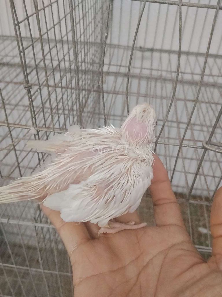 Chim Cockatiel Trắng cả hai. Mua bán Chim tại Quận Liên Chiểu Đà Nẵng được đăng bởi Thai Hoa hình 1