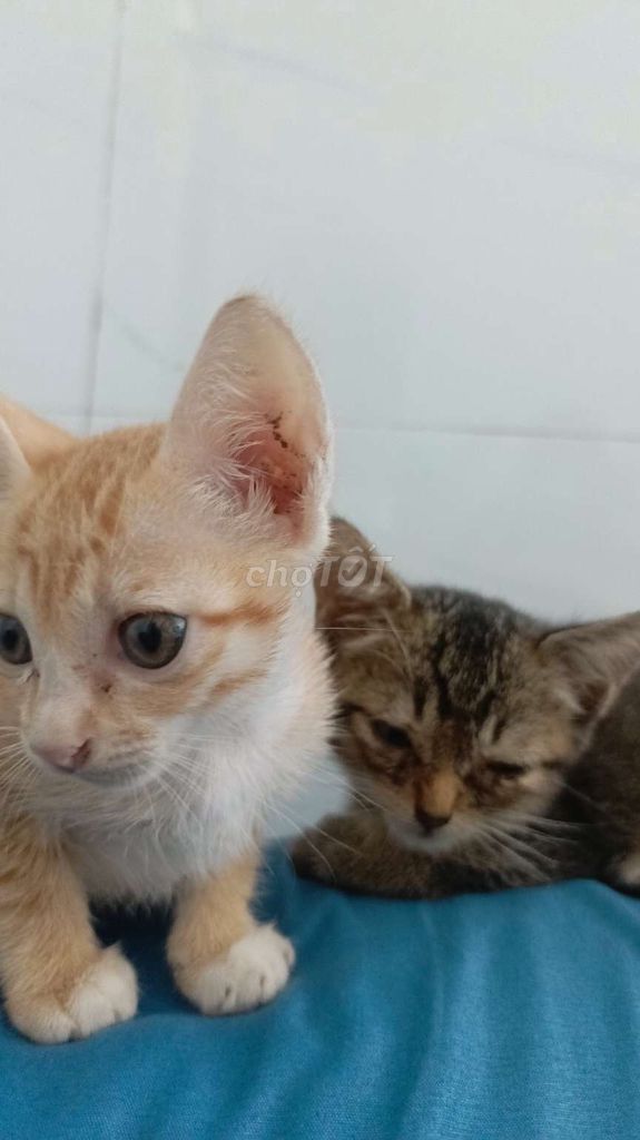Mèo Vàng Mướp Cả Hai. Mua bán Mèo tại Quận Gò Vấp Tp Hồ Chí Minh được đăng bởi Nguyễn Ngọc Thư hình 1