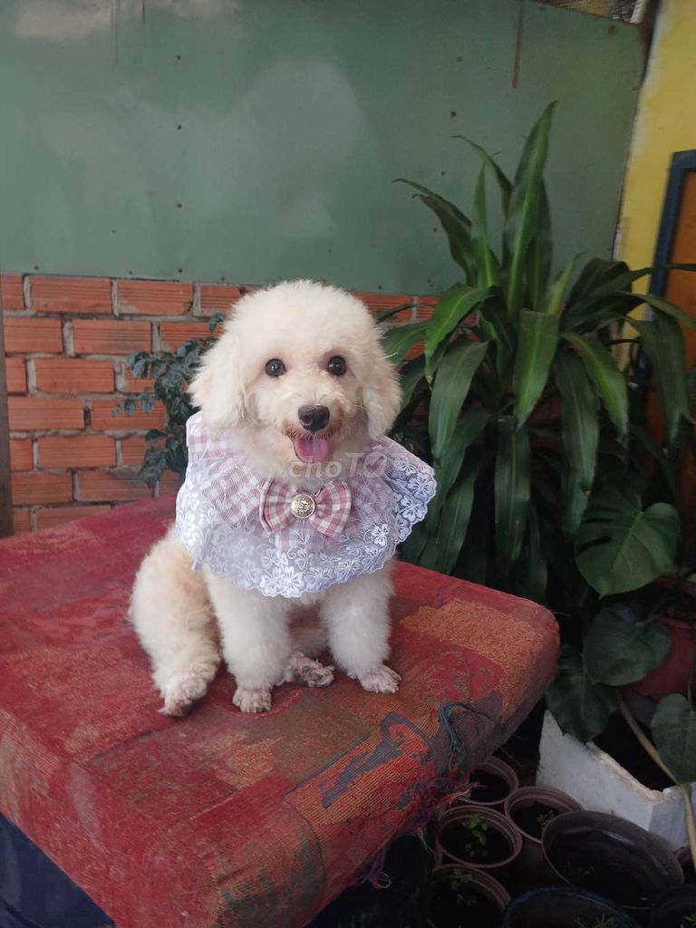 Poodle trắng giới tính cái ngoan ngoãn nịnh bợ