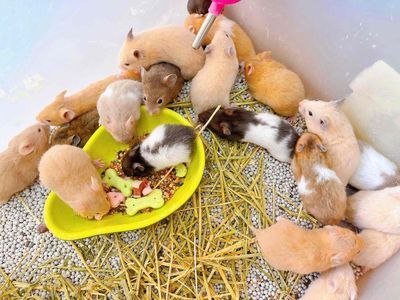 Hamster bear baby