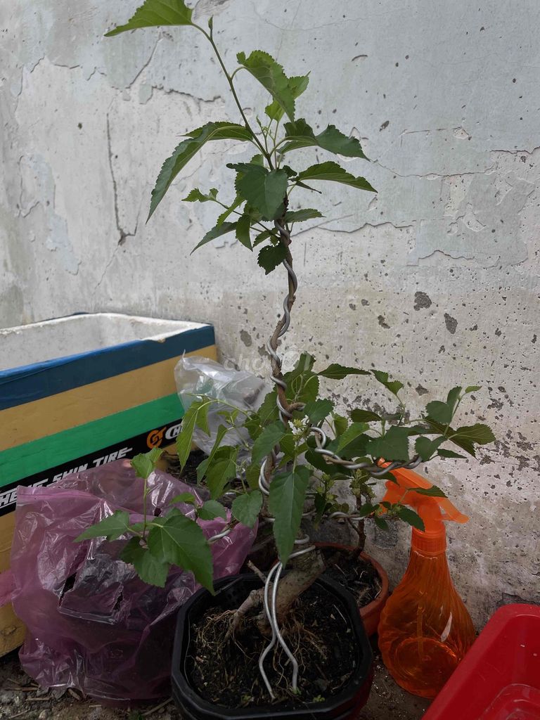 Cây cảnh Dâu tằm Bonsai Mini. Mua bán Cây cảnh, đồ trang trí tại Thành phố Thủ Đức Tp Hồ Chí Minh được đăng bởi gấu hình 1