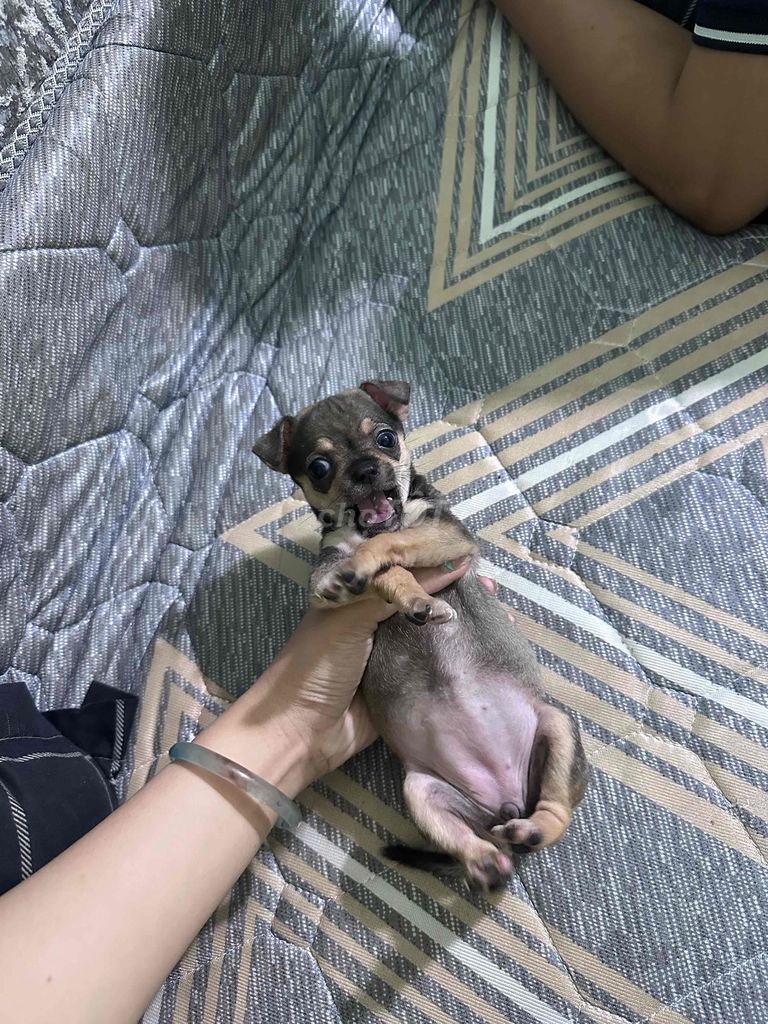 Chó Chihuahua cái 1 tháng đã tiêm ngừa. Mua bán Chó tại Huyện Bắc Tân Uyên Bình Dương được đăng bởi bé miu hình 1