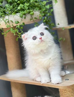 Mèo Anh Lông Dài Trắng Cái. Mua bán Mèo tại Thành phố Thủ Đức Tp Hồ Chí Minh được đăng bởi Tin