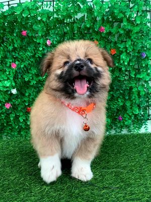 PHỐC SÓC F mập ú siêu cưng