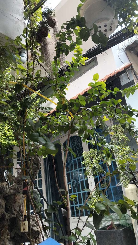 sơ rỉ mỹ trái tím lịm chuẩn bị cho trái. Mua bán Cây cảnh, đồ trang trí tại Quận 8 Tp Hồ Chí Minh được đăng bởi Thơm Vũ Thị hình 1