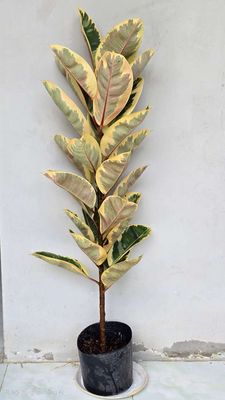 Cây Đa Búp Cẩm Thạch - Mộc Uyển Thanh. Mua bán Nội thất, đồ gia dụng khác tại Huyện Lấp Vò Đồng Tháp được đăng bởi Cây Cảnh Mộc Uyển Thanh 