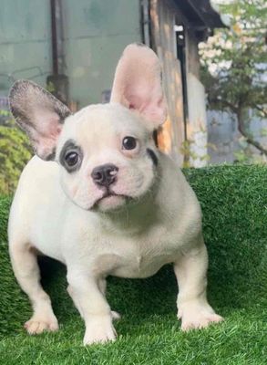 Bull pháp blue pied