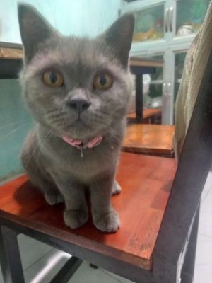 Mèo Anh lông ngắn cái gần 1 tuổi màu xám. Mua bán Mèo tại Thành phố Biên Hòa Đồng Nai được đăng bởi Tuan
