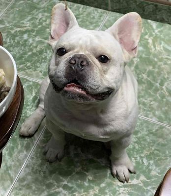 phối bull pháp thuần chủng. Mua bán Chó tại Thị xã Bến Cát Bình Dương được đăng bởi Chánh Trực