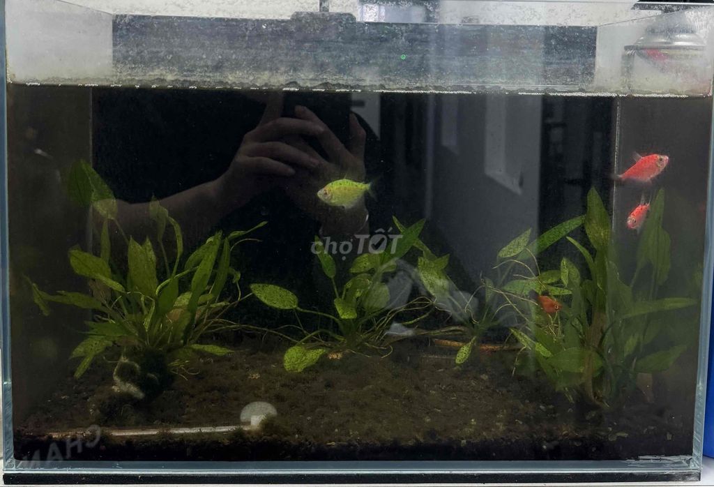 Cá hồng kim, Cá neon Khỏe mạnh. Mua bán Thú cưng khác tại Quận 3 Tp Hồ Chí Minh được đăng bởi Ben hình 1
