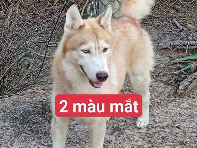 Chó Husky đực Nâu trắng 2 màu mắt