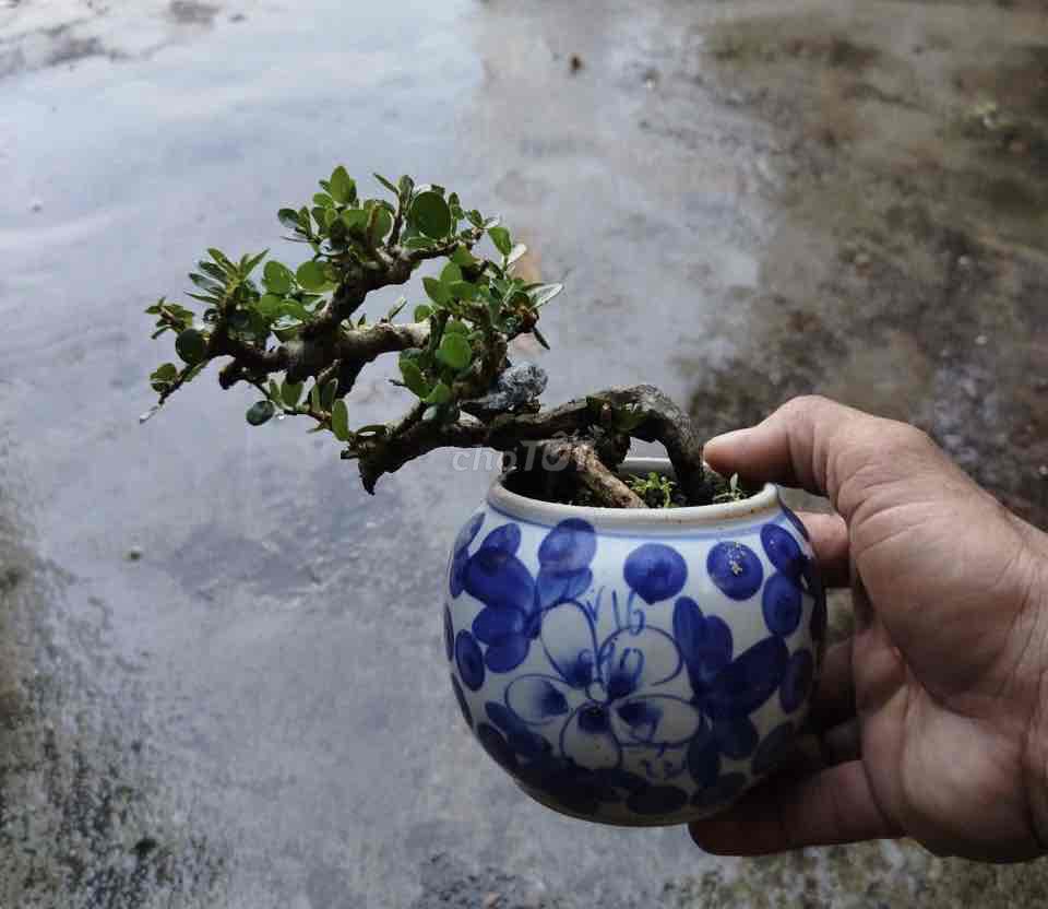 Bonsai mini Sam núi. Mua bán Cây cảnh, đồ trang trí tại Quận 3 Tp Hồ Chí Minh được đăng bởi Nguyễn Minh Thơ hình 1