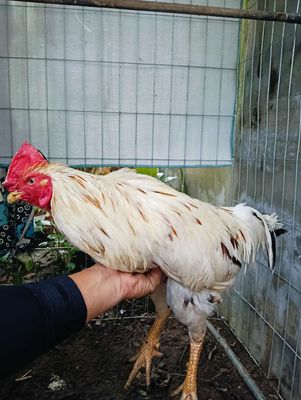 Bướm 2k870 trạng 3k3. Mua bán Gà tại Huyện Bình Chánh Tp Hồ Chí Minh được đăng bởi chơi thử biết liền nha ae