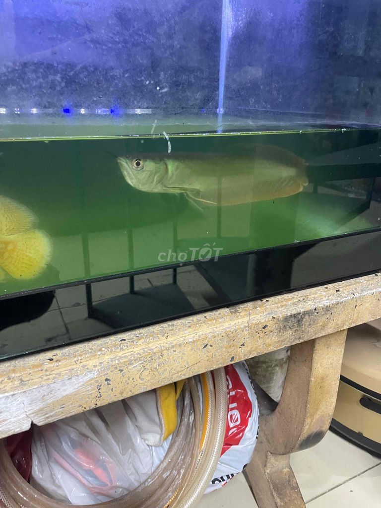 Cá cảnh Vàng nhạt. Mua bán Thú cưng khác tại Quận 8 Tp Hồ Chí Minh được đăng bởi minh hùng hình 1