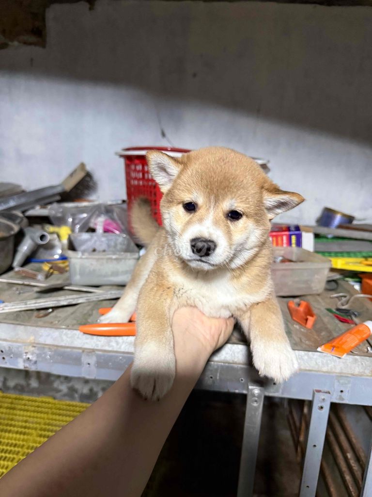 Chó Shiba Inu con Nâu vàng. Mua bán Chó tại Thành phố Đà Lạt Lâm Đồng được đăng bởi Lâm Tuấn Kiệt hình 1
