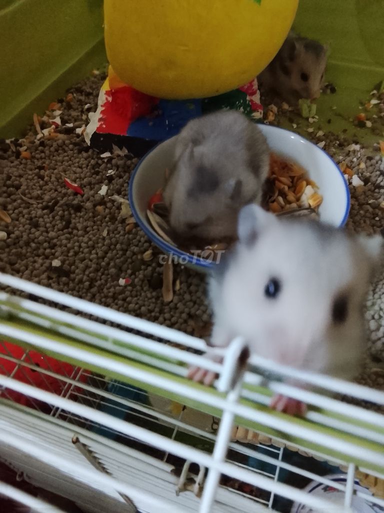 Chuột Hamster Bear Xám Trắng. Mua bán Thú cưng khác tại Huyện Long Thành Đồng Nai được đăng bởi Ngan Nguyen hình 1