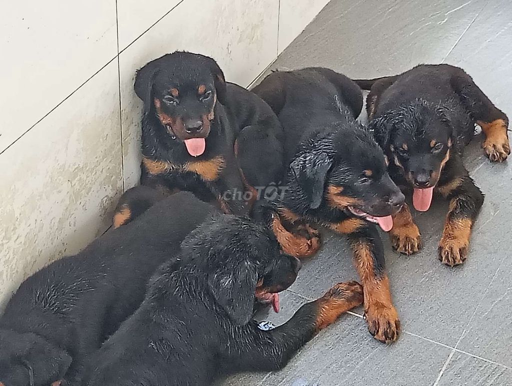 Chó Rottweiler CM. Mua bán Chó tại Thành phố Cà Mau Cà Mau được đăng bởi Nhân Rottweiler  hình 1