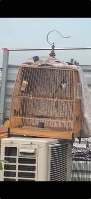 Chim chào mào trưởng thành