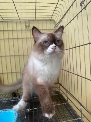 Mèo Ragdoll  Seal Bicolor đực