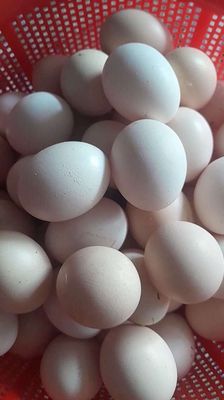 Trứng gà ta, 20 quả. Mua bán Đồ ăn, thực phẩm và các loại khác tại Huyện Bình Chánh Tp Hồ Chí Minh được đăng bởi lê thi mong nhi 