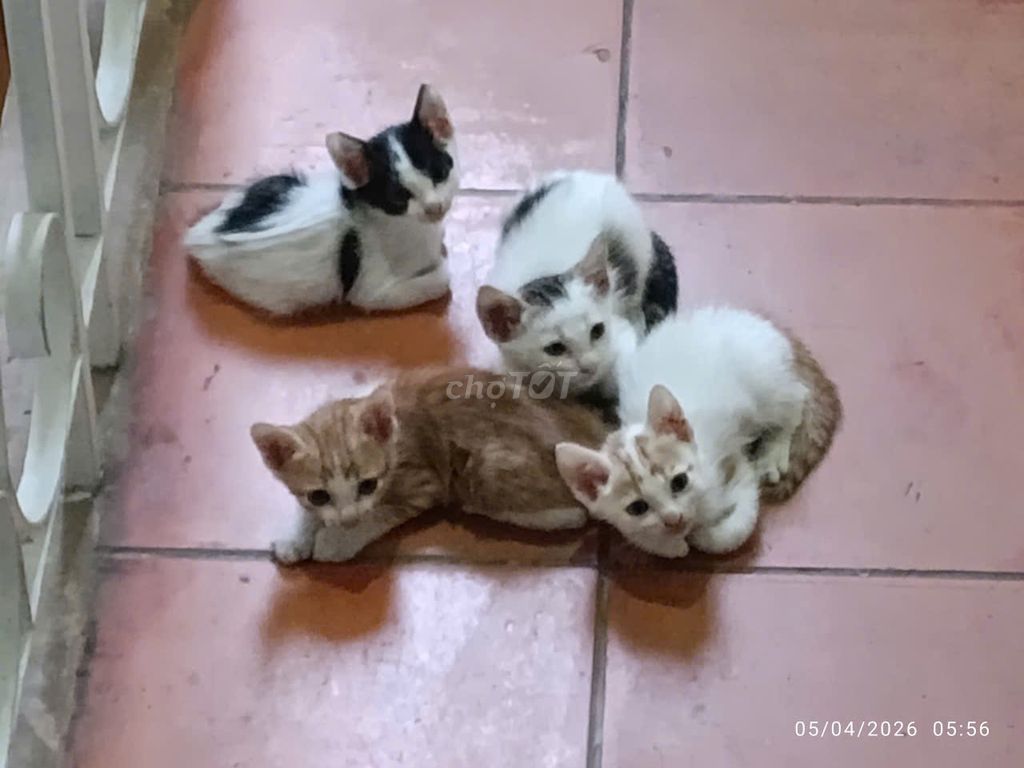 Mèo Đa sắc dưới 2 tháng. Mua bán Mèo tại Thành phố Thủ Đức Tp Hồ Chí Minh được đăng bởi Đức Andy hình 1