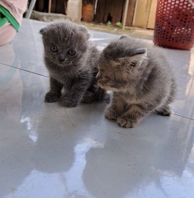 2 bé mèo nhà mình 1 tai cụp 1 tai bình thường. Mua bán Mèo tại Huyện Bù Đăng Bình Phước được đăng bởi Caro