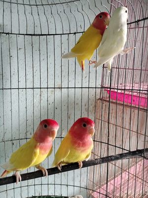 Lovebirds peached full face trống. Mua bán Chim tại Huyện Hóc Môn Tp Hồ Chí Minh được đăng bởi Hiển Lê
