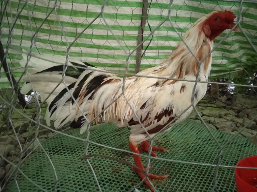 Gà trống 3.3kg. Mua bán Gà tại Huyện Thới Lai Cần Thơ được đăng bởi nguyen luan hình 1