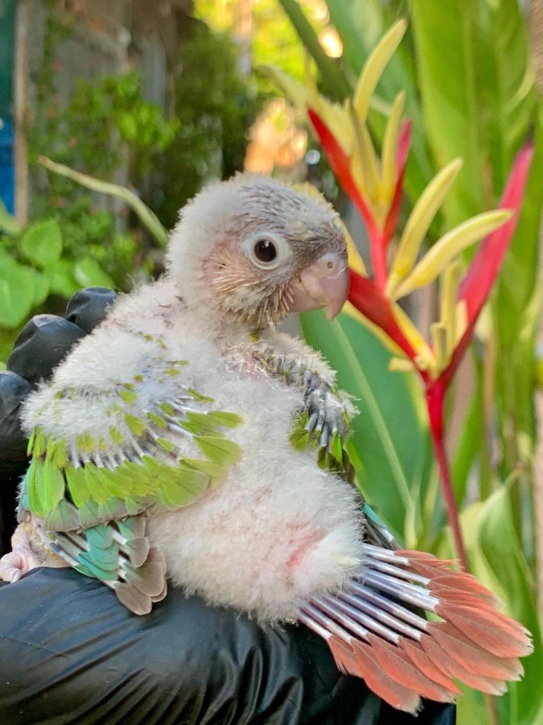 Vẹt Quấn Chủ baby. Mua bán Chim tại Quận Gò Vấp Tp Hồ Chí Minh được đăng bởi Huynh Anh hình 1