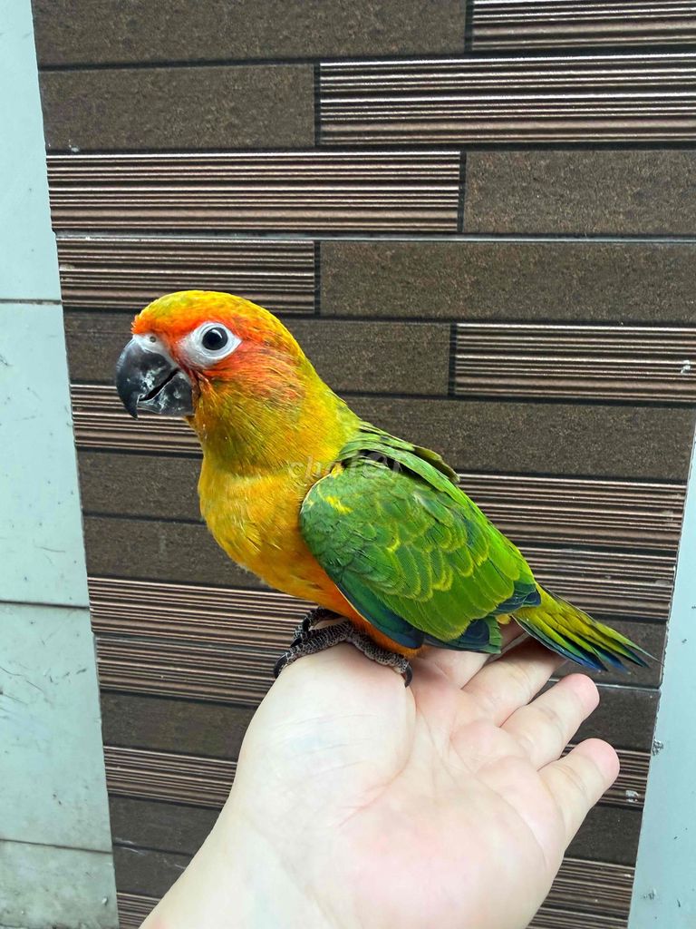 Chim cảnh Vàng xanh 3 tháng dạn người. Mua bán Chim tại Quận Tân Phú Tp Hồ Chí Minh được đăng bởi Thủy huỳnh hình 1