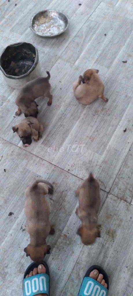 Chó Cỏ lai 2 tháng. Mua bán Chó tại Huyện Cần Giuộc Long An được đăng bởi Xuan Nguyen hình 1
