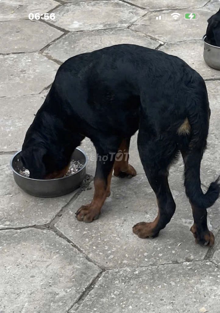 Chó Rottweiler đực 6 tháng. Mua bán Chó tại Huyện Trà Cú Trà Vinh được đăng bởi Nam hình 1
