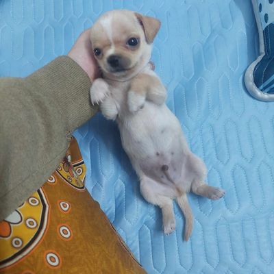 Bầy chó Chihuahua Thuần Chủng - 3 tháng tuổi