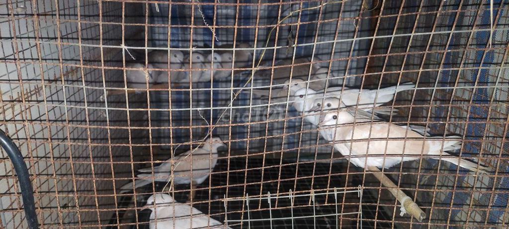 Chim cu Pháp Trắng Nâu nhạt. Mua bán Chim tại Huyện Tháp Mười Đồng Tháp được đăng bởi Minh Luan hình 1