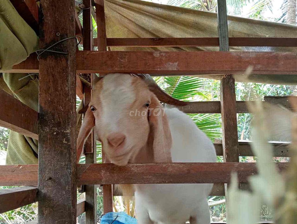 Dê đực dê bo.45kg(100k/1kg)