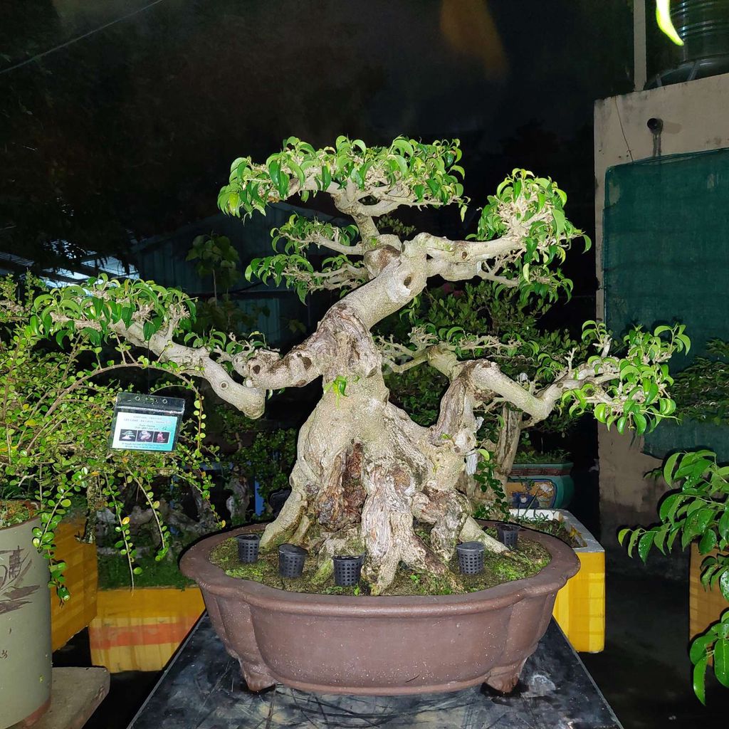Cây cảnh bonsai Cây sanh Nam Điền. Mua bán Cây cảnh, đồ trang trí tại Quận Hoàn Kiếm Hà Nội được đăng bởi Trần Xuân Dương hình 1