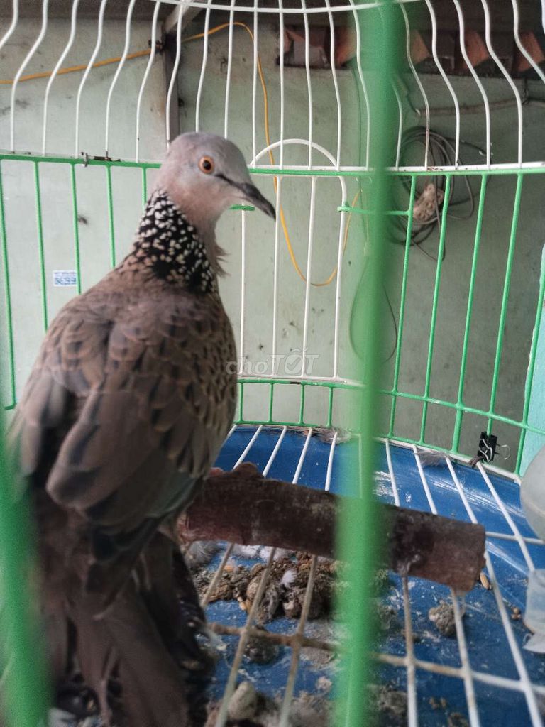 Chim cu gáy Cái Nâu Gáy cả ngày. Mua bán Chim tại Quận Bình Tân Tp Hồ Chí Minh được đăng bởi Lê Khang  hình 1