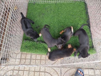 tìm chủ mới bầy chó rottwailer lai. Mua bán Chó tại Quận Gò Vấp Tp Hồ Chí Minh được đăng bởi thanhthai632005