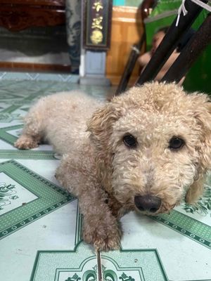 Không có thời gian chăm sóc lên bán. Mua bán Chó tại Huyện Tiên Lãng Hải Phòng được đăng bởi buidangdai