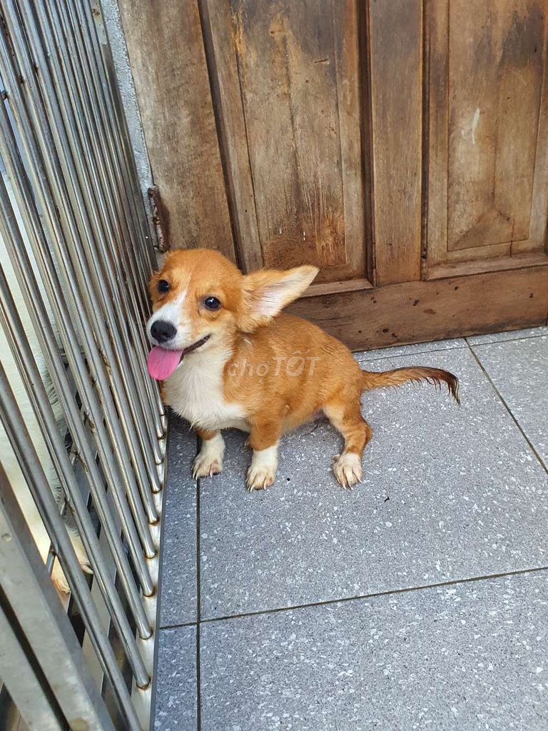 Chó Corgi Cái Nâu trắng Gần 3 tháng. Mua bán Chó tại Quận Thanh Khê Đà Nẵng được đăng bởi chán chê hình 1