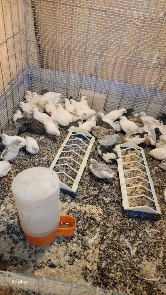 Gà Rutin Thái Lan 150k 1 cặp. Mua bán Gà tại Huyện Đất Đỏ Bà Rịa - Vũng Tàu được đăng bởi phú gia hình 1